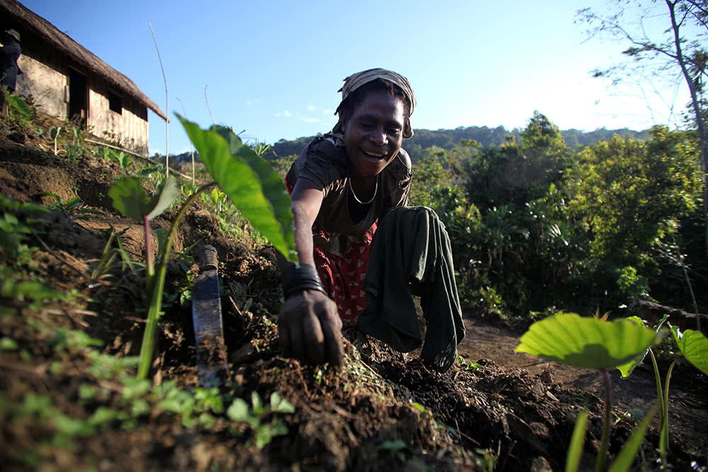 Drought-resistant crops in PNG