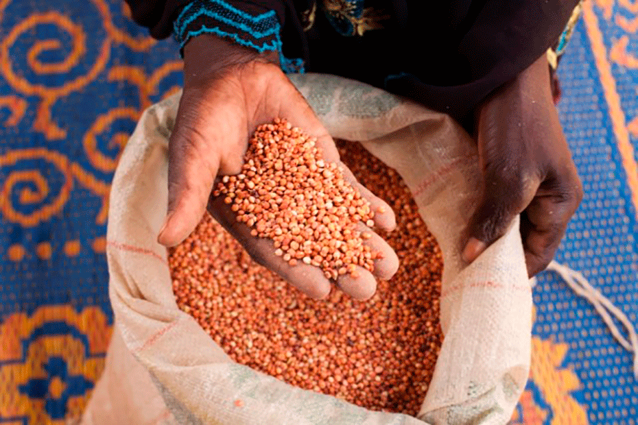 A beneficiary holds drought-resistant seeds.