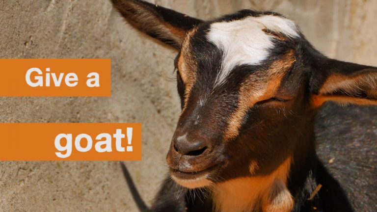give-a-tax-deductable-goat-this-tax-time-care-australia