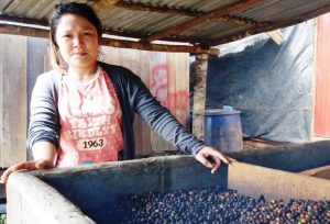 Mrs Kene Coffee Collector Head Duk Chueng (3) report 4