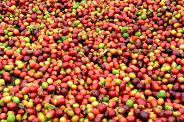 Coffee beans