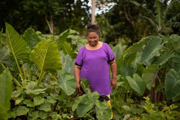 Female farmer, Repeka poses for portraits amongst her lush taro plantation. 
-- Alexia Rae, Photographer

CASE STUDY

Repeka participates in WIBDI’s Seedling Distributions BHA (Bureau of Humanitarian Assistance) project.  She is saving money and feeding her family a healthy diet thanks to the seeds she received and the skills she learnt.

Repeka’s story in her words:
[The WIBDI project has been] very useful indeed. I am new to the program. I joined just before the lockdown. I got to learn new ideas on how to utilise the small piece of land that I have to get the most I possibly can.

In my small backyard, I have planted different vegetables and it’s something I can manage. I have cucumbers, tomatoes, spring onions, beans, ginger, basil, mint, sweet potatoes and taro.

One of the most important things I learnt is how to go organic. I guess that is why we are strong and healthy, because we do not use chemicals in our garden. 

Organically grown vegetables cost more at the market, so I think our home grown organic crops are more than enough nourishment for us – especially for my elderly parents everyday. My father turns 98 in September; my mother is 84 years old. 

WIBDI visits us now and then to see how we are doing and they help us with seeds. I like how they visit us regularly because there are times I am tempted to use chemicals when I am too tired to weed. The follow up visits encourage me to continue with my vegetable garden. It doesn’t have to be a big one, but something that I can maintain to help with my family’s upkeep.
 
It costs a lot to buy vegetables. If I had money for chicken, I would still need to also buy pumpkins, cucumber and peas for the meals. But now I don’t have to buy vegetables as I am growing my own. So I am saving money. If we have a can of fish, I can add lots of vegetables from our own garden to make a good dish. 

I am truly thankful and appreciative for this project. I am also privileged to be part of this organisation. 

Interviewed by Faiesea Matafeo and photographed by Alexia Rae in March 2022.