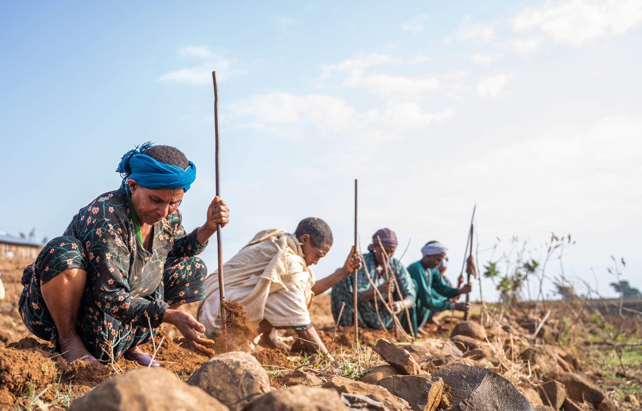Women plant seedlings along a stony contour on a hillside field in Amhara Region. Establishing trees and ground cover helps hold soil and water on the land, a key climate-resilience measure.